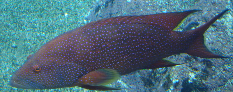 Spotted Hind Fish