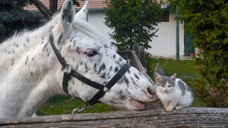 Spotted Horse and Cat