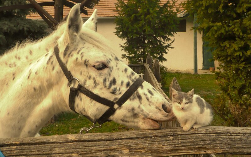 Spotted Horse and Kitten