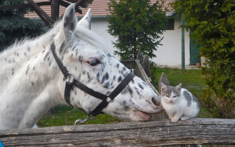 Spotted Horse and Kitten — White