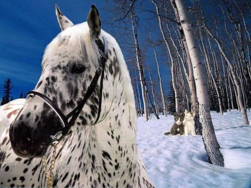 Spotted horse and kittens in snow