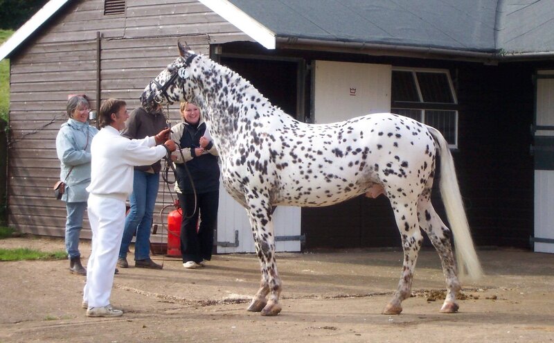 Spotted Horse at Show