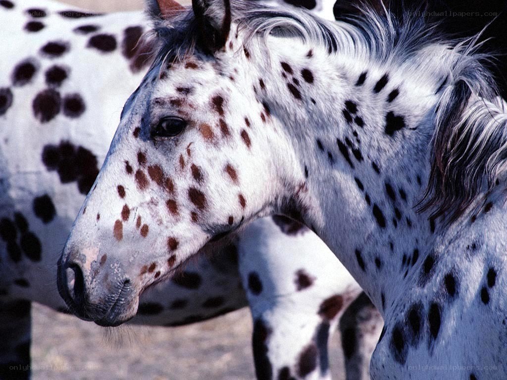 spotted horse close-up