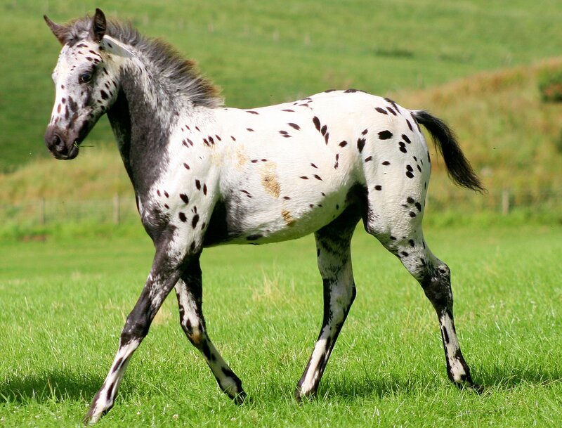 Spotted Horse Foal