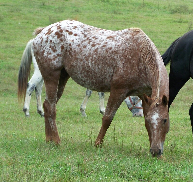 Spotted Horse Grazing — Brown