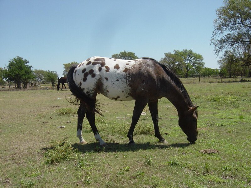 Spotted Horse Grazing — Green, Calm