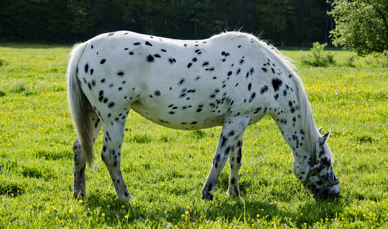 Spotted Horse Grazing — Green