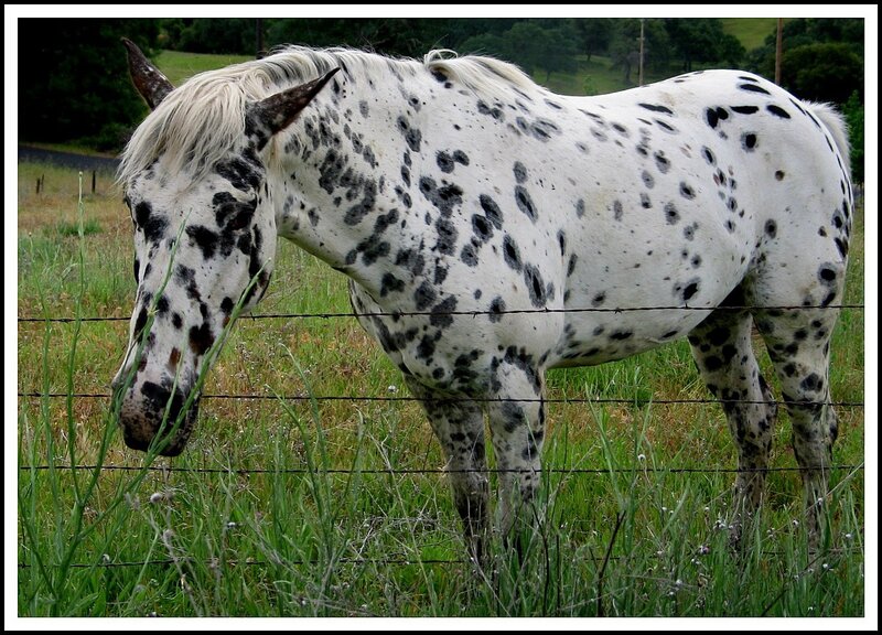 spotted horse grazing in field