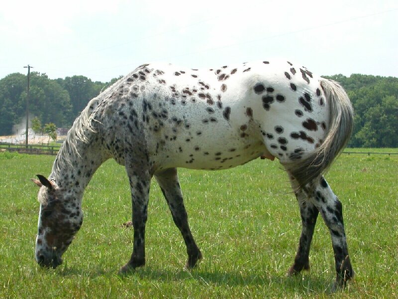 spotted horse grazing in field
