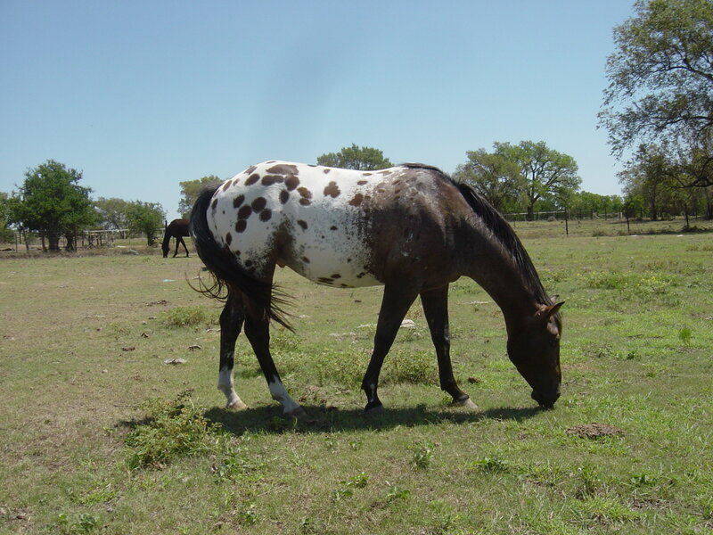 spotted horse grazing in field
