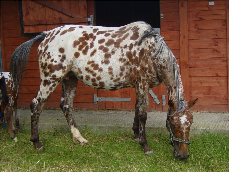 Spotted horse grazing outside stable