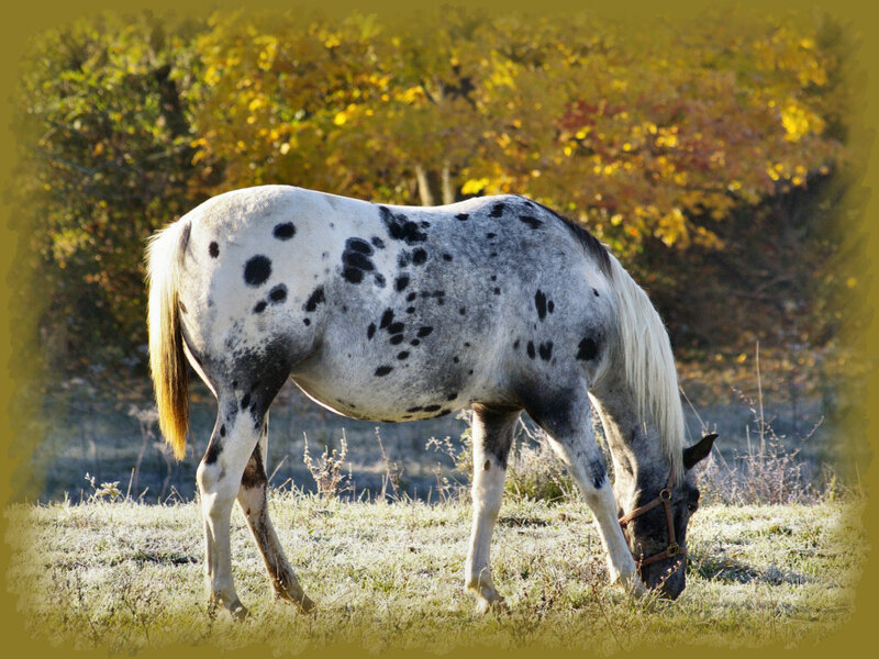 Spotted Horse Grazing