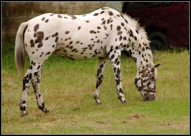 Spotted Horse Grazing — White