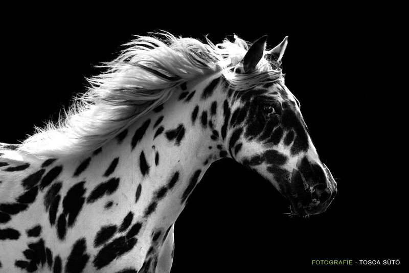 Spotted Horse Head
