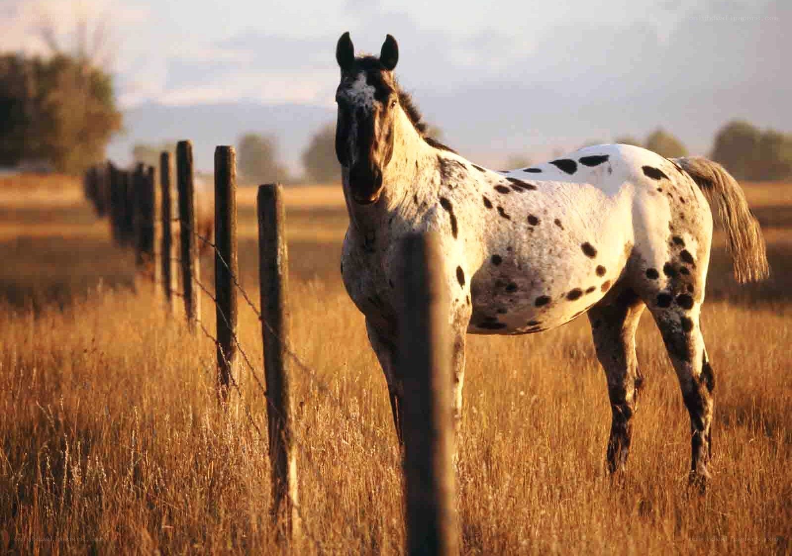 spotted horse in a field