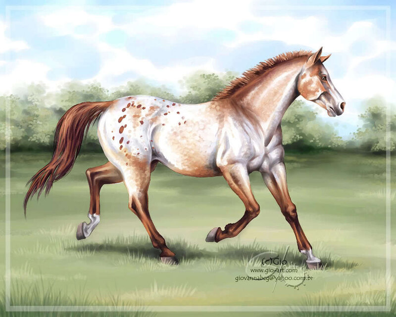spotted horse in a field