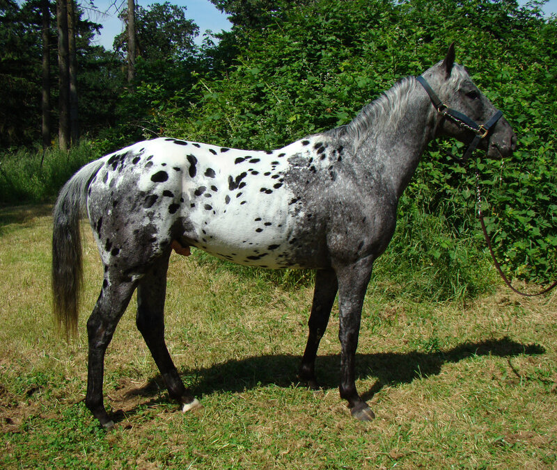 spotted horse in a field