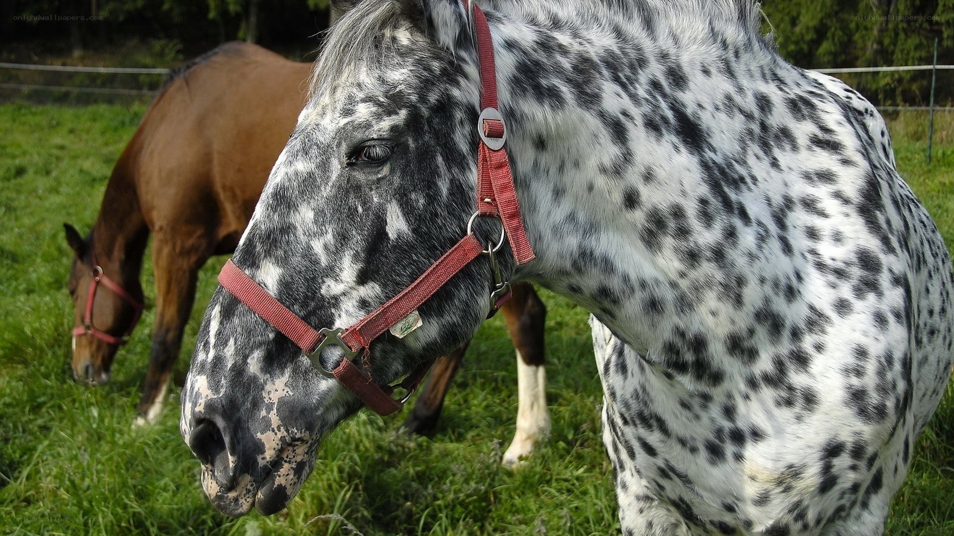 Spotted horse in a field