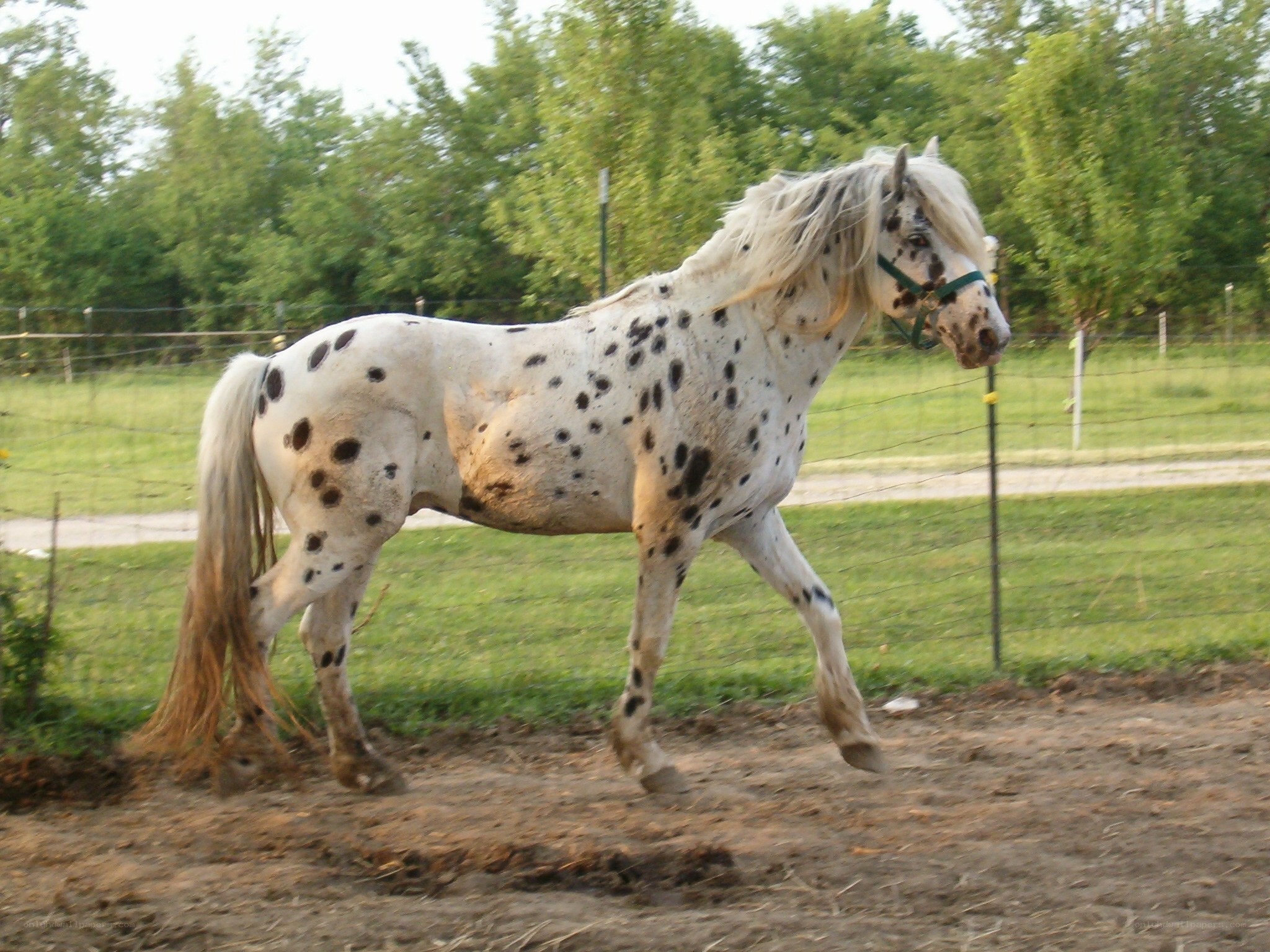 spotted horse in a paddock