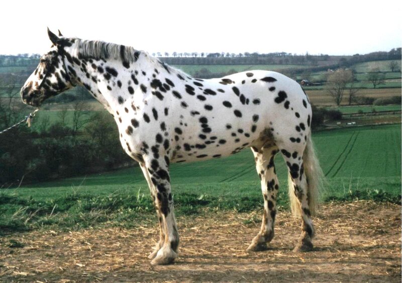 spotted horse in field