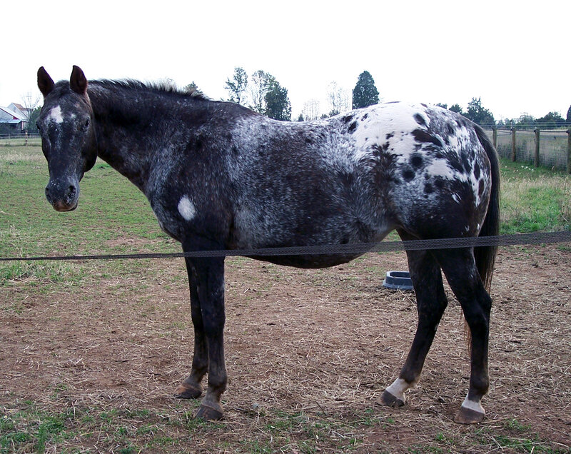 Spotted Horse in Field — Black