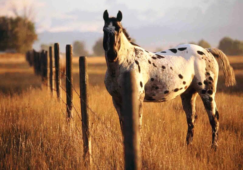 Spotted Horse in Field — Brown, Serene