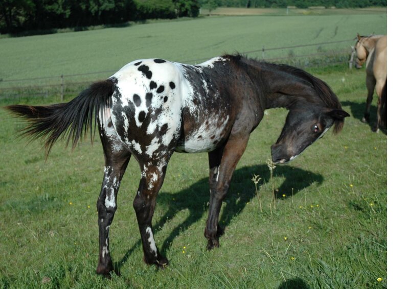 Spotted Horse in Field — Green, Calm