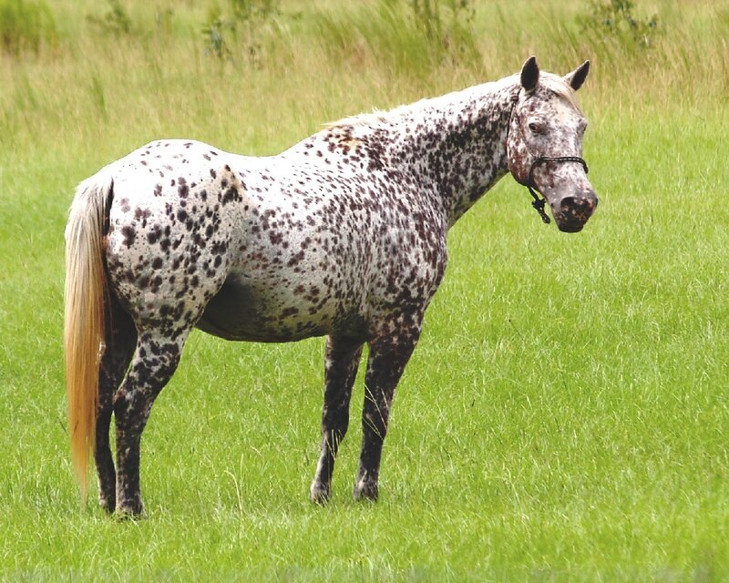 Spotted Horse in Field — Green