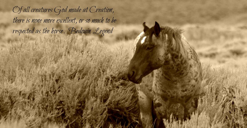 Spotted Horse in Field — Sepia