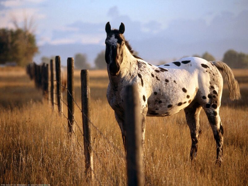 Spotted Horse in Field — White, Serene, Sunset