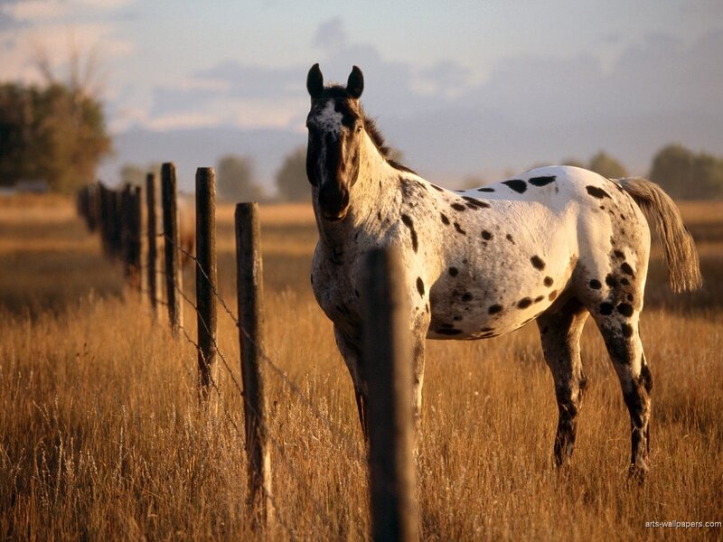 Spotted Horse in Field — White, Serene