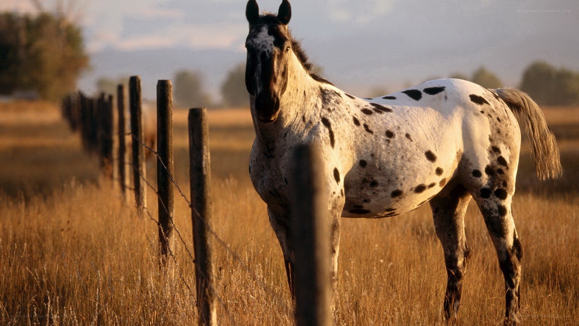 spotted horse in field