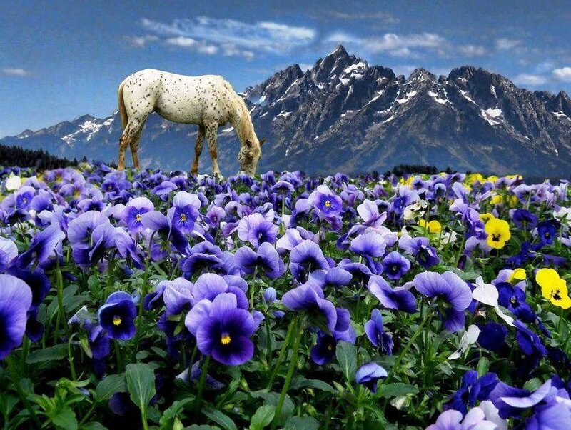 Spotted Horse in Flowers