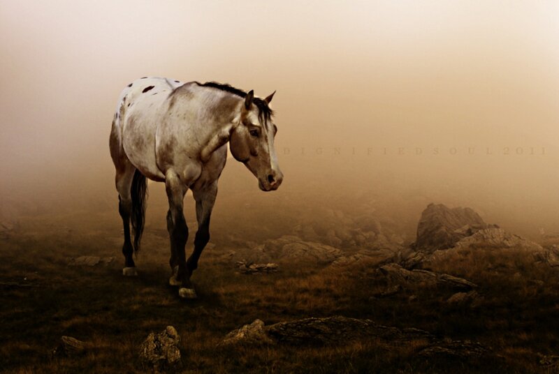 Spotted Horse in Fog
