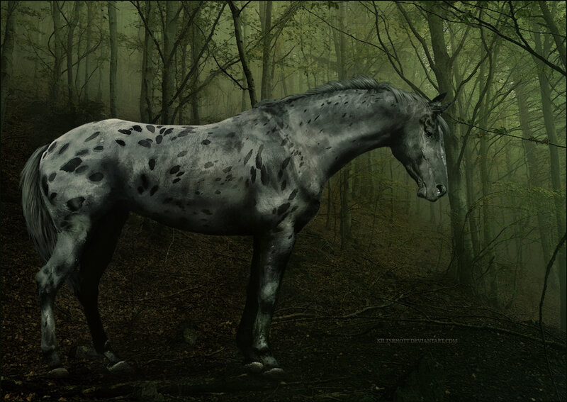 Spotted Horse in Forest
