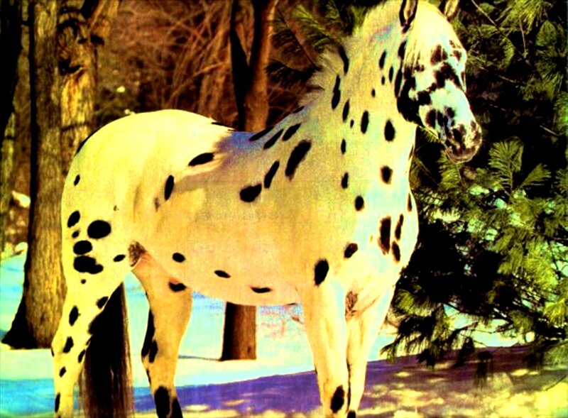 Spotted Horse in Forest — White