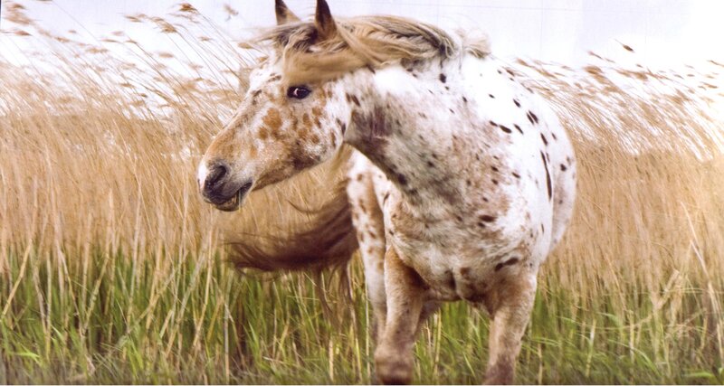 Spotted Horse in Grass