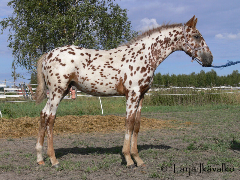 Spotted Horse in Pasture