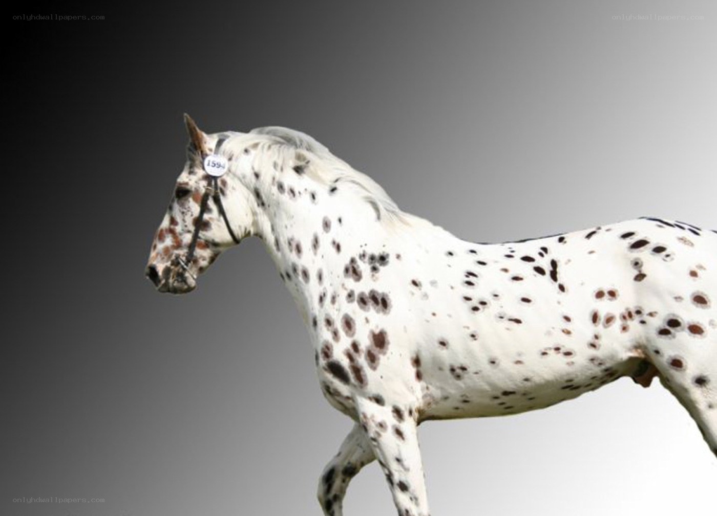 spotted horse in profile