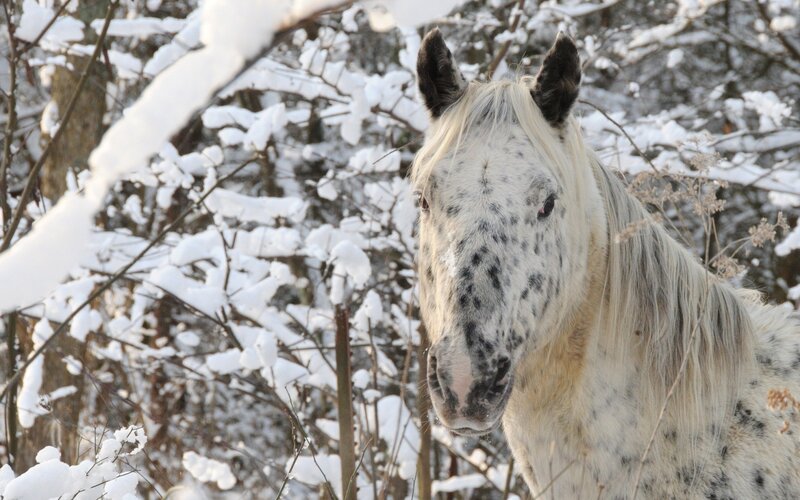 Spotted Horse in Snow — White, Calm, Winter, Photograph