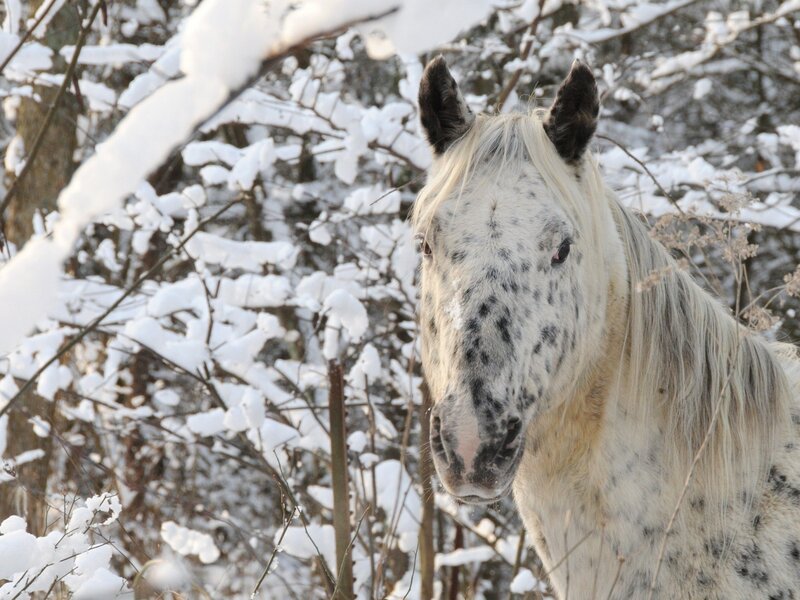 Spotted Horse in Snow — White, Calm, Winter, Photograph, Trees