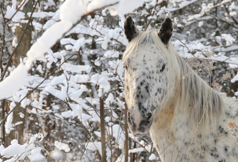 Spotted Horse in Snow — White, Calm, Winter