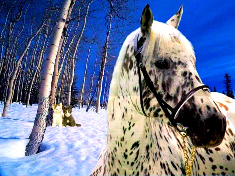 Spotted Horse in Snow — White, Serene