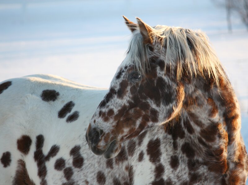 Spotted Horse in Snow — White, Serene, Winter