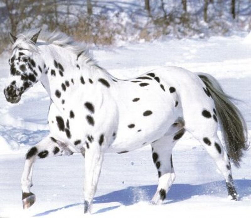 Spotted Horse in Snow — White