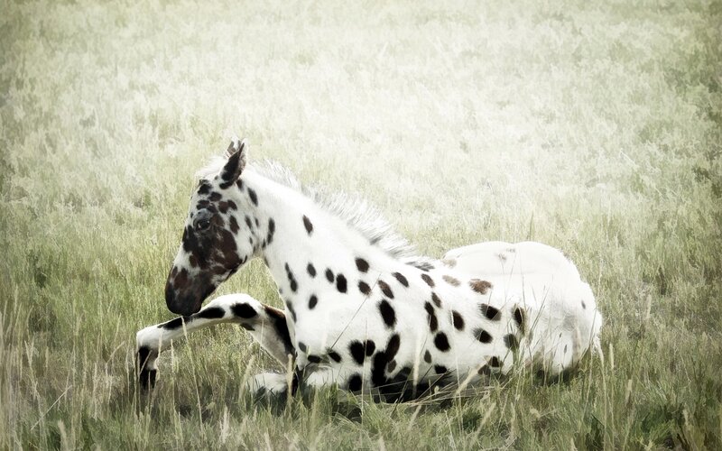 Spotted Horse Lying Down
