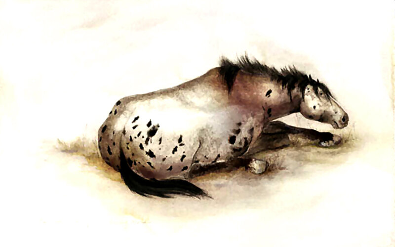 Spotted Horse Lying Down — White