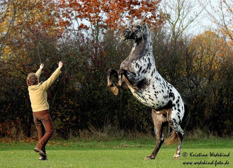 Spotted Horse Rearing