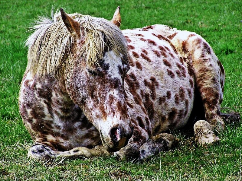 Spotted horse resting on grass