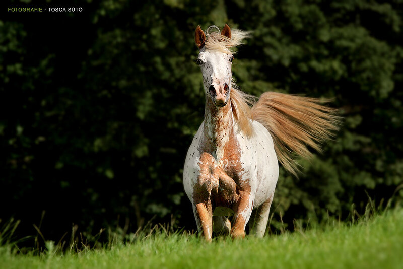 Spotted Horse Running — Green